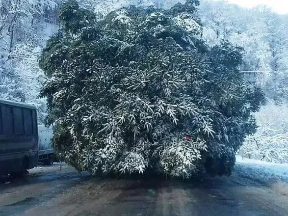 Головна новорічна ялинка за день доїхала лише до Львова