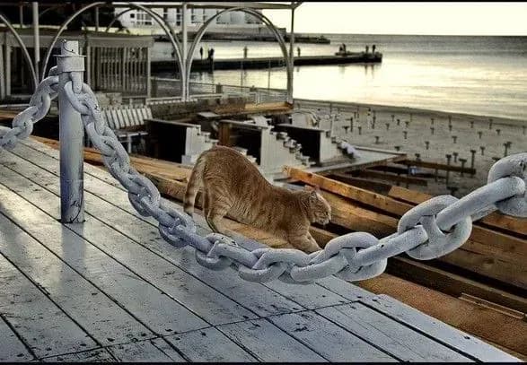 Одеських кішок офіційно визнали частиною екосистеми міста