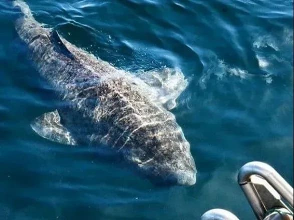 Найстарішій акулі на планеті - понад 500 років