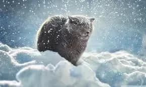 Сьогодні в Україні очікується сніг