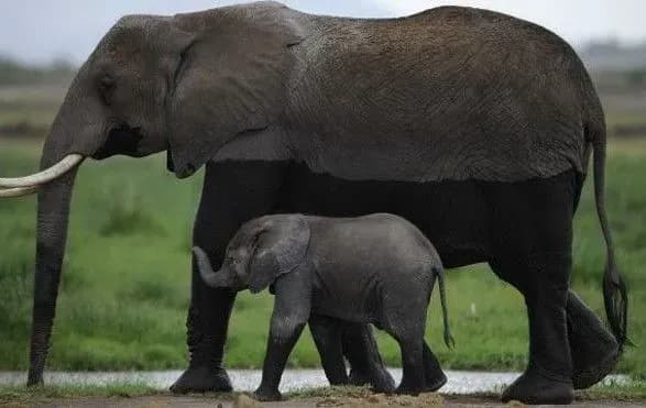 Суд відмовився визнати слонів особистостями