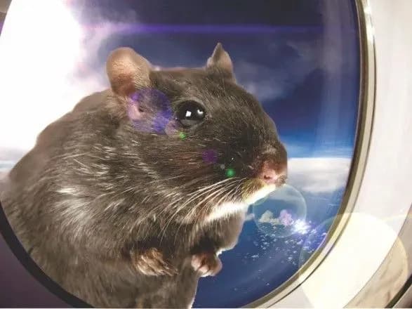 Рейс американської авіакомпанії скасували через пацюка на борту