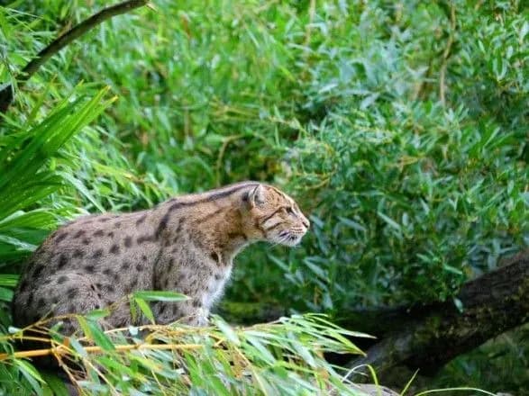 Вчені опублікували список тварин, які вимерли у 2017 році