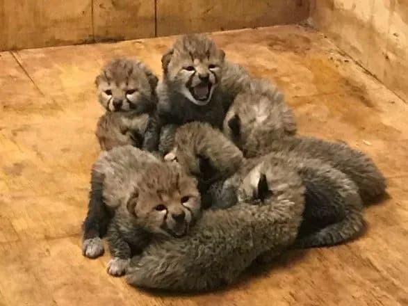 У одному із зоопарків США гепард народила рекордну кількість дитинчат