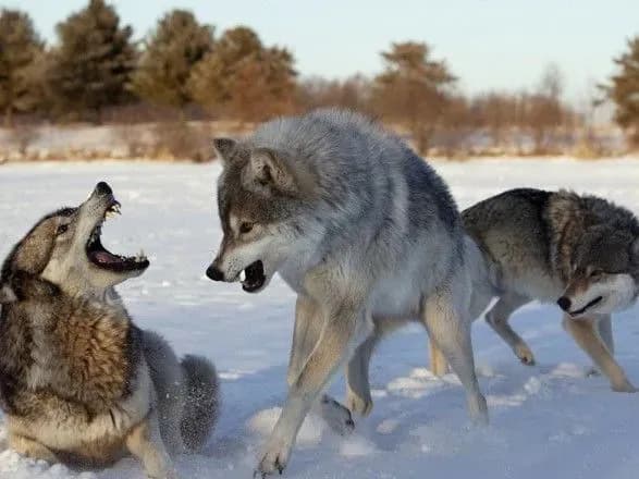 Вовчиця напала на мешканців Чернігівщини
