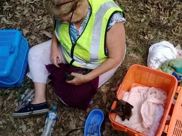 Через спеку в Австралії загинули тисячі кажанів