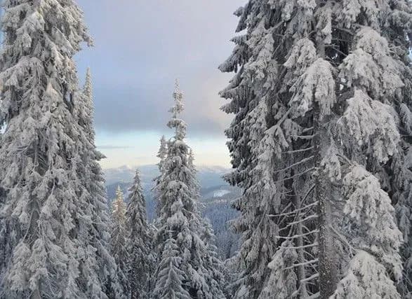 Держлісагентство рекомендувало призупинити видачу дозволів на вирубки в карпатських пралісах