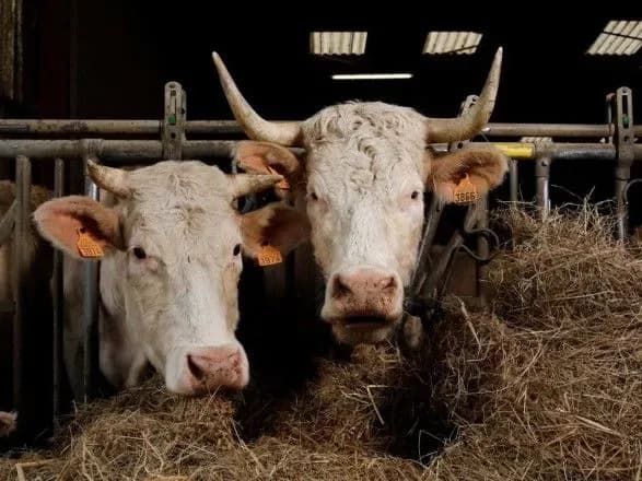 В Україні набули чинності нові норми видачі дозволів на використання потужностей оператором ринку кормів