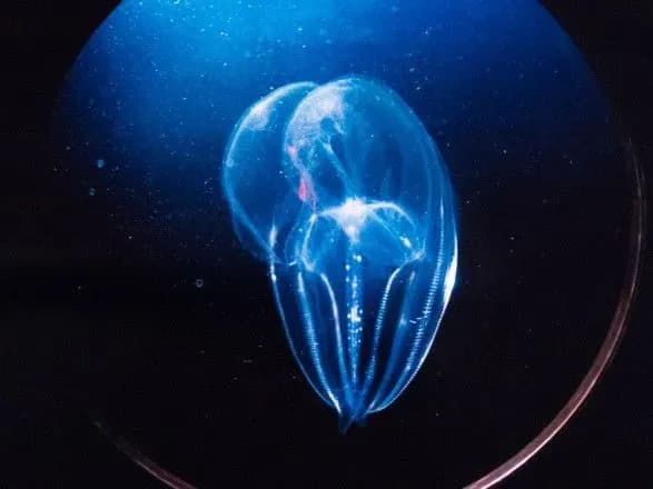 Морські слоненятка та гігантські зірки: у Києві відкрилася виставка підводного фотографа