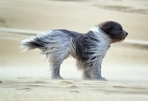 Синоптики попередили про ожеледицю і поривчастий вітер в Україні