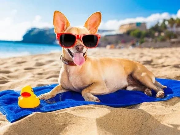 Як подорожувати за кордон із домашніми тваринами: у Держпродспоживслужбі назвали вимоги