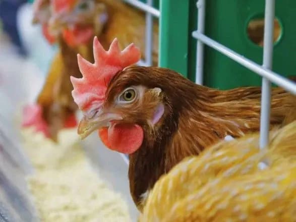 АМКУ може спровокувати дестабілізацію на ринку птиці – профільна асоціація