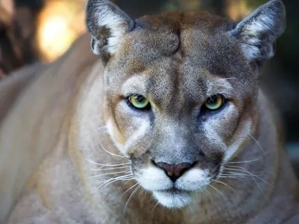 Східну пуму визнано повністю вимерлим видом