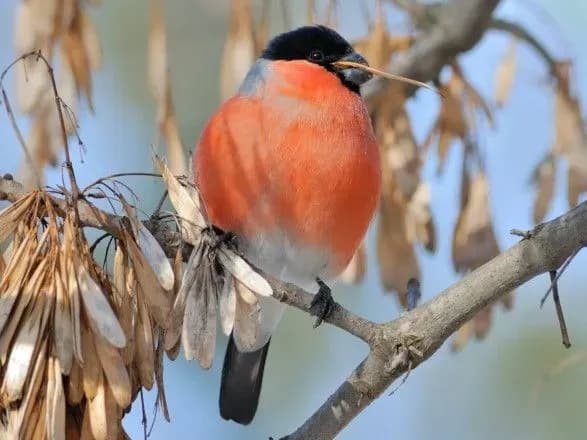 У МЗС РФ звинуватили Україну в "нападі" на Росію через снігурів
