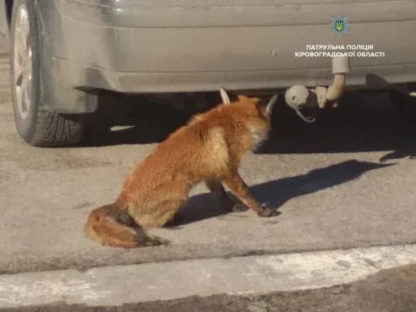 Жителі Кропивницького виявили в одному районів міста лисицю