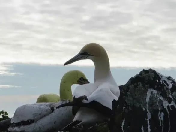 Помер найсамотніший у світі птах Найджел