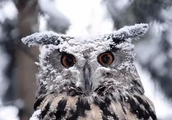 Сьогодні в Україні очікуються дощі, місцями з мокрим снігом