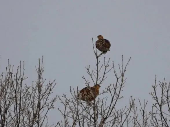 Ученые нашли в зоне отчуждения гнезда черного аиста, орлана белохвостого и сычика-воробья