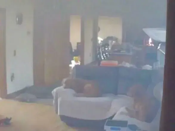 В США укравшая блины собака подожгла дом