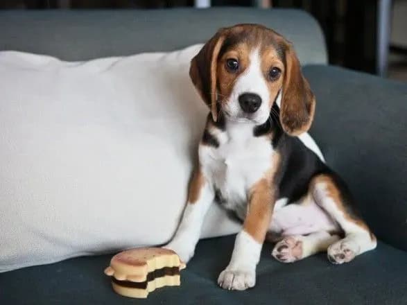 Кияни хочуть, аби власникам собак удвічі збільшили квартплату