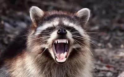 Через скаженого єнота на кордоні з РФ призупиняли пропуск авто