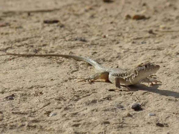 Іран звинуватив ящірок у шпигунстві на Захід