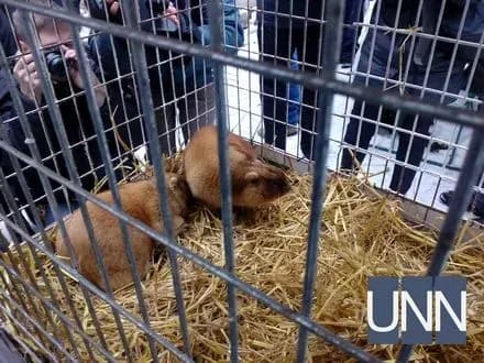 Львівські бабаки спрогнозували ранню весну