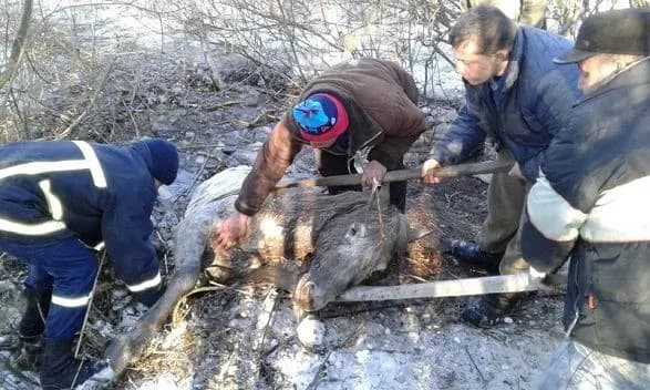 На Волині врятували коня, який провалився під лід