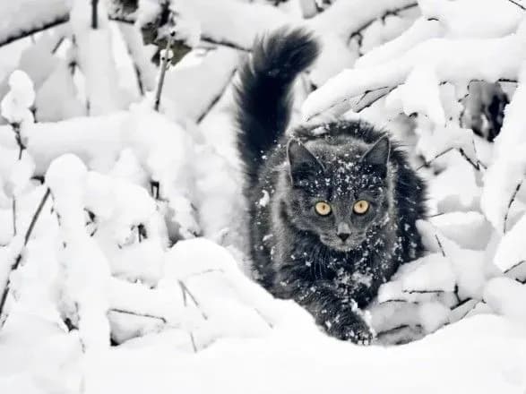 Синоптики: до кінця доби температура знизиться до -24° морозу