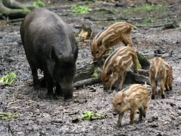 За хворих АЧС диких кабанів в Україні планують призначити "нагороду"