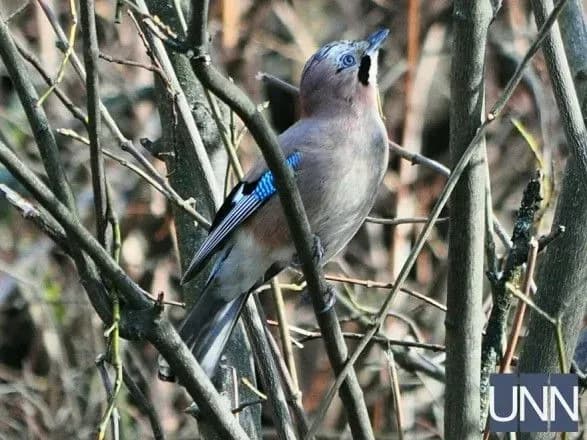 Весна в Ужгороді: сойки, білки та лебеді зустрічають перше тепло
