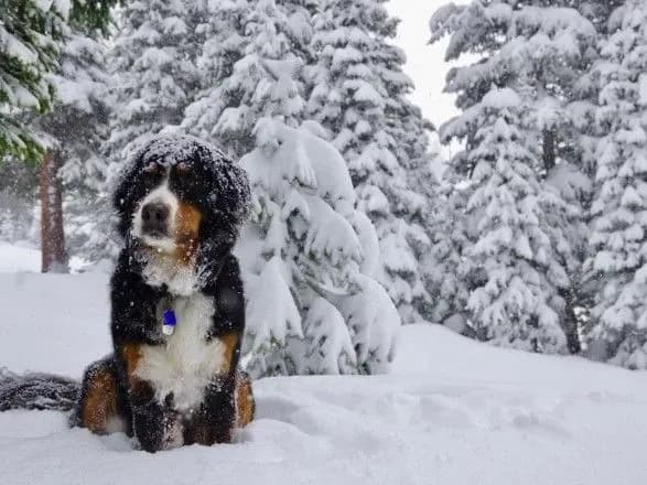 Украинцев предупредили о метели и морозах из-за двух циклонов на выходных