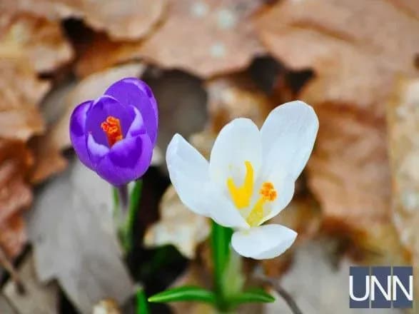 Близько 12 гектарів шафранів розквітли у дендропарку на Закарпатті