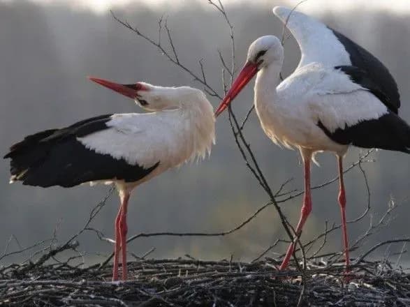 Українці можуть допомогти лелекам перечекати морози - орнітолог