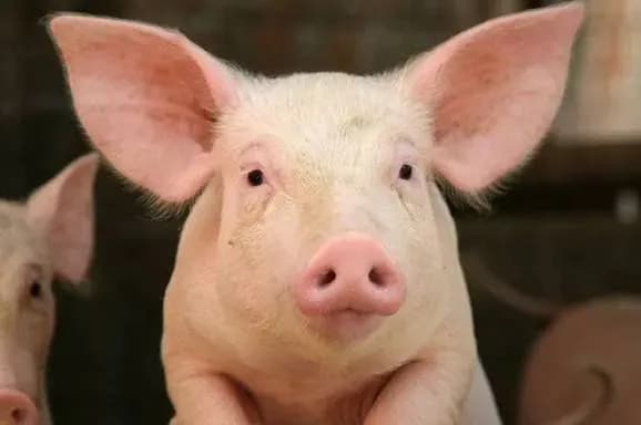 Забор как новый тренд в борьбе против АЧС: еще одна страна анонсировала строительство