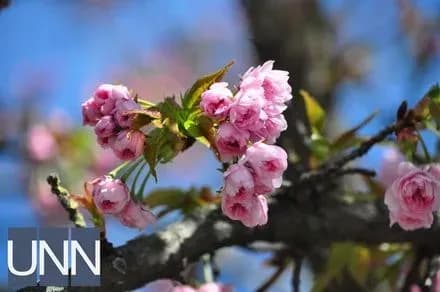 В Ужгороді розквітли перші сакури