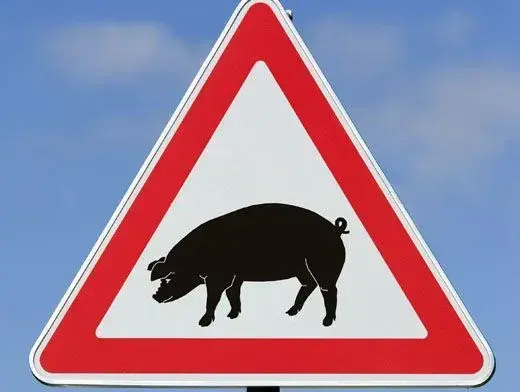 Нові спалахи АЧС зафіксовані у двох областях України