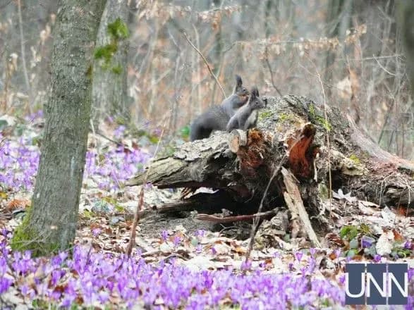 У Карпатських лісах нарахували більше 5,5 тисяч білок