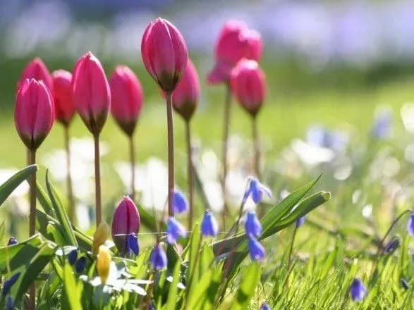 Провідна неділя в Україні буде теплою