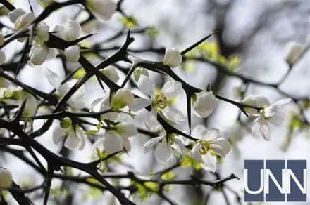 В Ужгороді розквітли дикі лимони