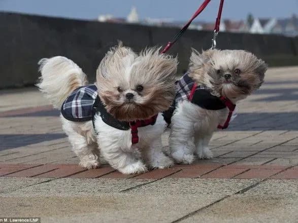 Завтра в Києві без опадів, до +18°