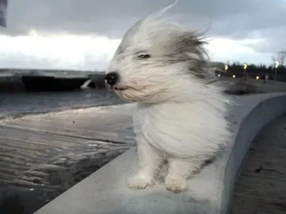 У Києві буде вітряно до кінця доби