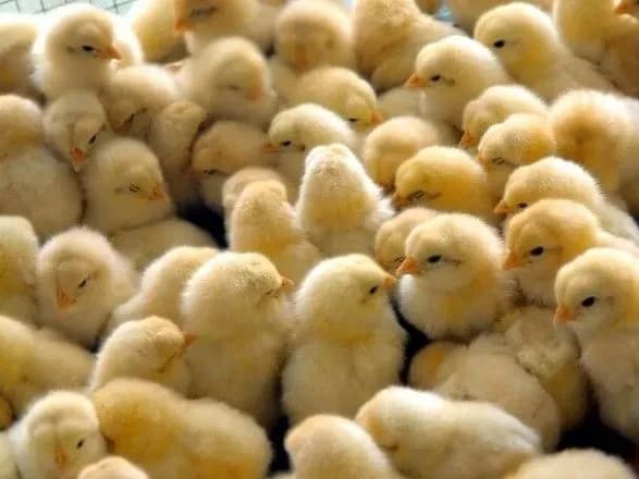 Близько 1000 курчат загинули під час пожежі на Харківщині