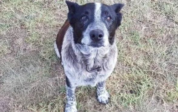 В Австралії старий пес всю ніч зігрівав 3-річну дівчинку, яка заблукала