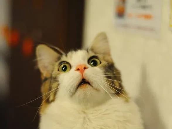 У Дніпрі безпритульних котів "легально" пускатимуть на горища