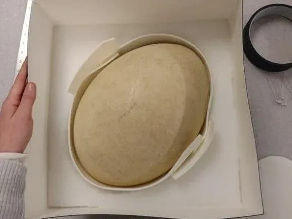 В США випадково знайшли гігантське яйце вимерлої птиці-слона