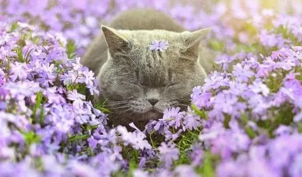 Сьогодні в Україні очікується тепла погода з літніми значеннями температури повітря