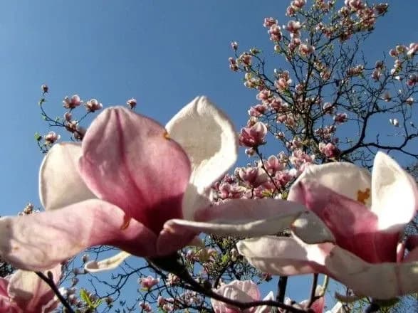 Квітень у Києві став найтеплішим за всю історію спостережень