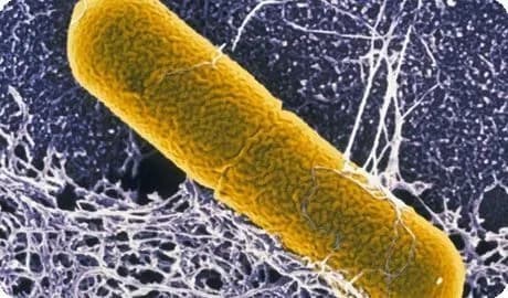 На Харківщині зафіксували перший випадок ботулізму в цьому році