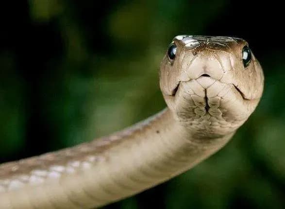 Через укус змії п’ятирічний хлопчик потрапив до реанімації на Львівщині